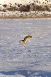 Coyote Hunting photo