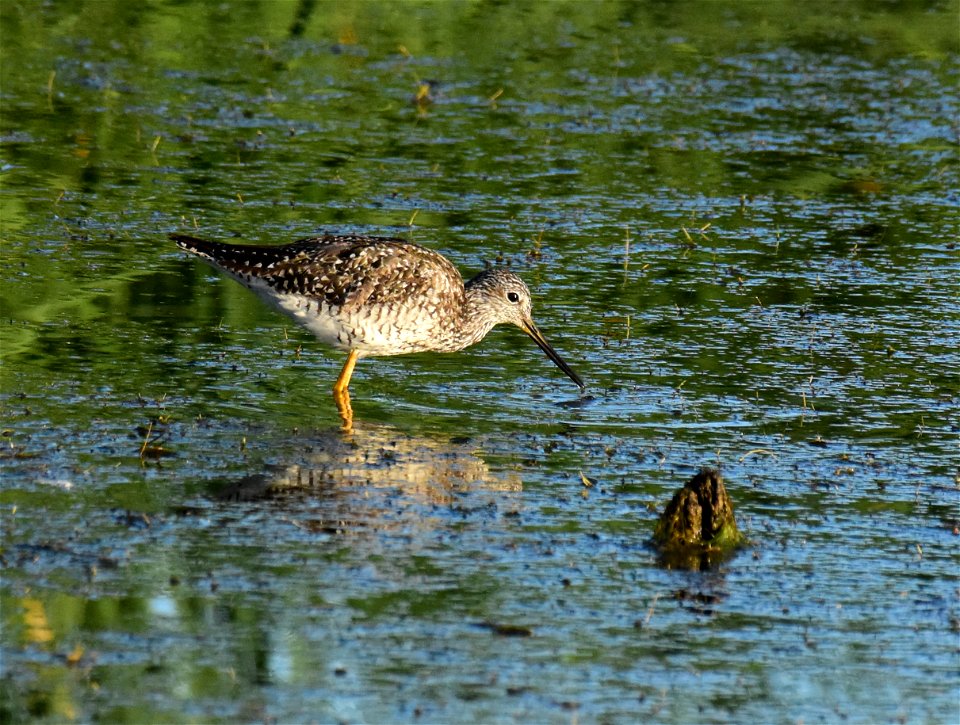 Greater yellowlegs at Seedskadee National Wildlife Refuge Wyoming