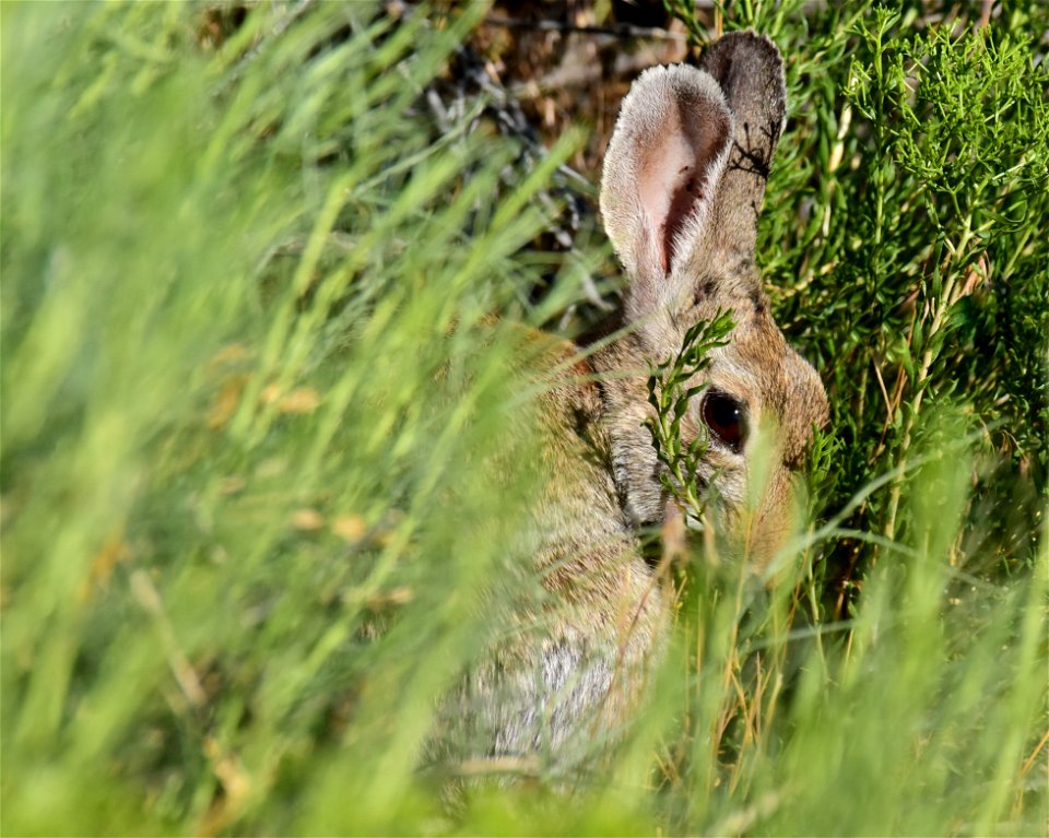 Mountain cottontail at Seedskadee National Wildlife Refuge