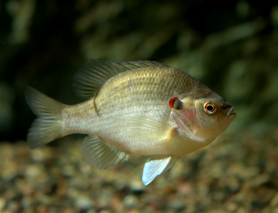 Redear Sunfish (Lepomis microlophus)