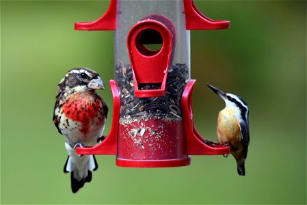 Juvenile male rose-breasted grosbeak with a red-breasted nuthatch