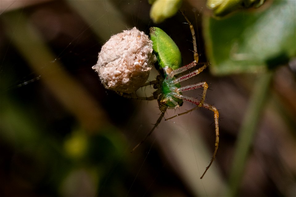Green Lynx spider