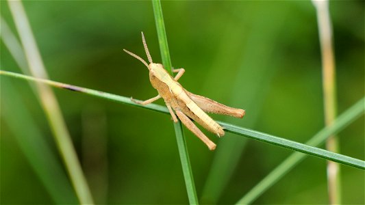 Chorthippus biguttulus-Artengruppe (Nymphe)