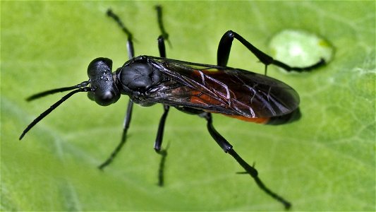 Macrophya annulata (Blattwespenart, Fam. Tenthredinidae)