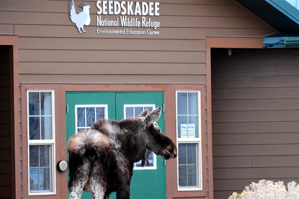 Moose at Seedskadee National Wildlife Refuge