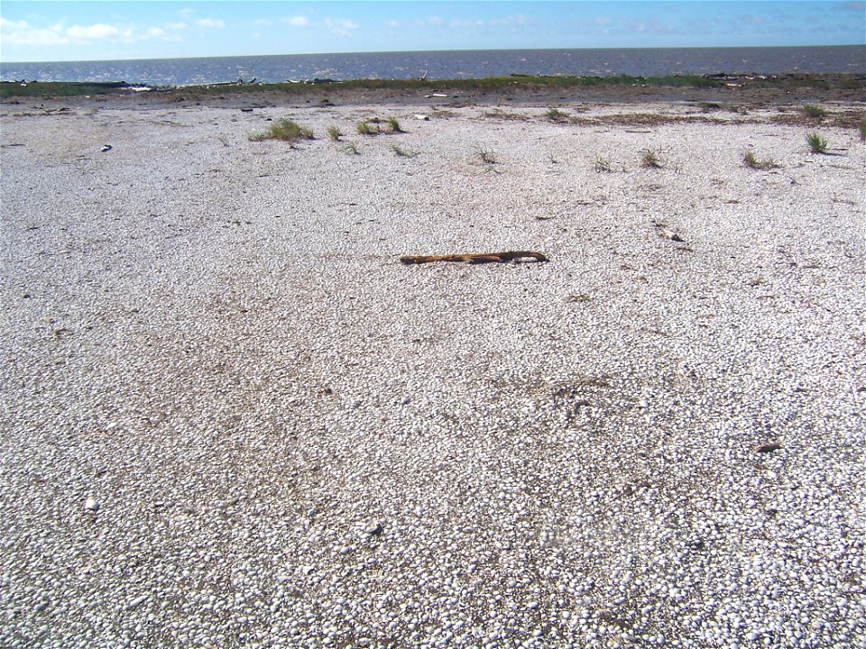 Mollusk shells on the coast of Yukon Delta photo