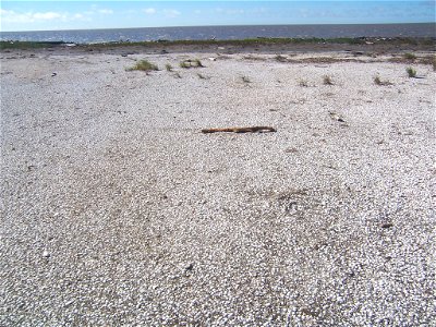 Mollusk shells on the coast of Yukon Delta photo