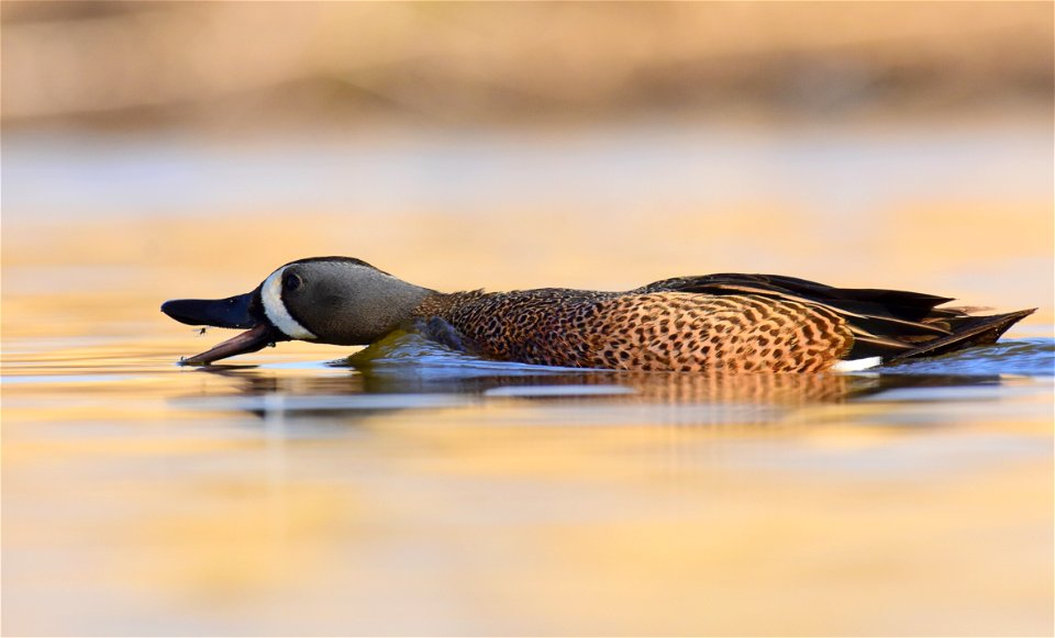 Blue-winged teal at Seedskadee National Wildlife Refuge
