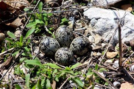 Eggs in a Killdeer Nest photo