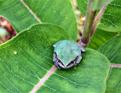 Gray Treefrog on Milkweed photo
