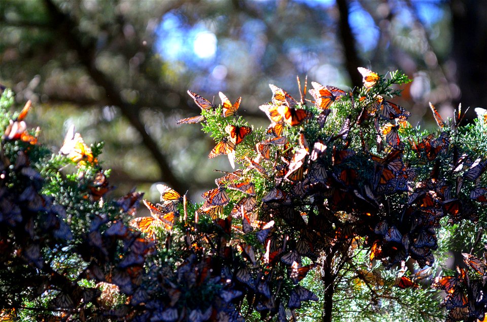 Sunning monarchs