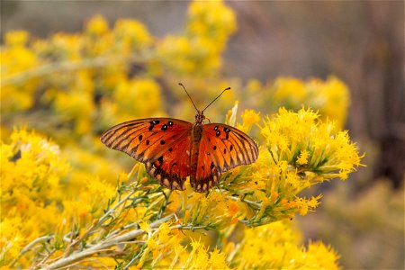 Gulf Fritillary (Dione vanillae)