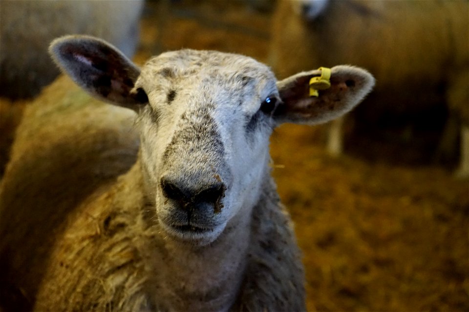 Baa