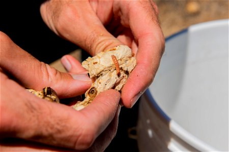 Yucca Moth Larva Inside Joshua Tree Fruit