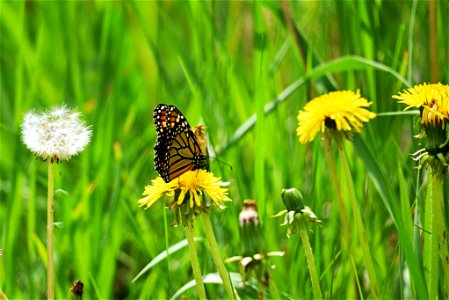 Monarch butterfly sipping nectar from a dandelion in Minnesota