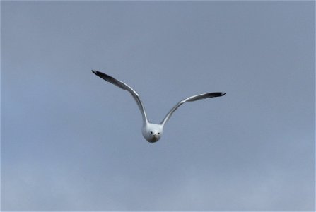 Divebombing Mew Gull photo