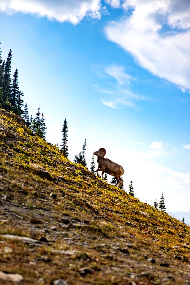 A Bighorn Sheep Ram Walks Uphill with Mountains in the Background