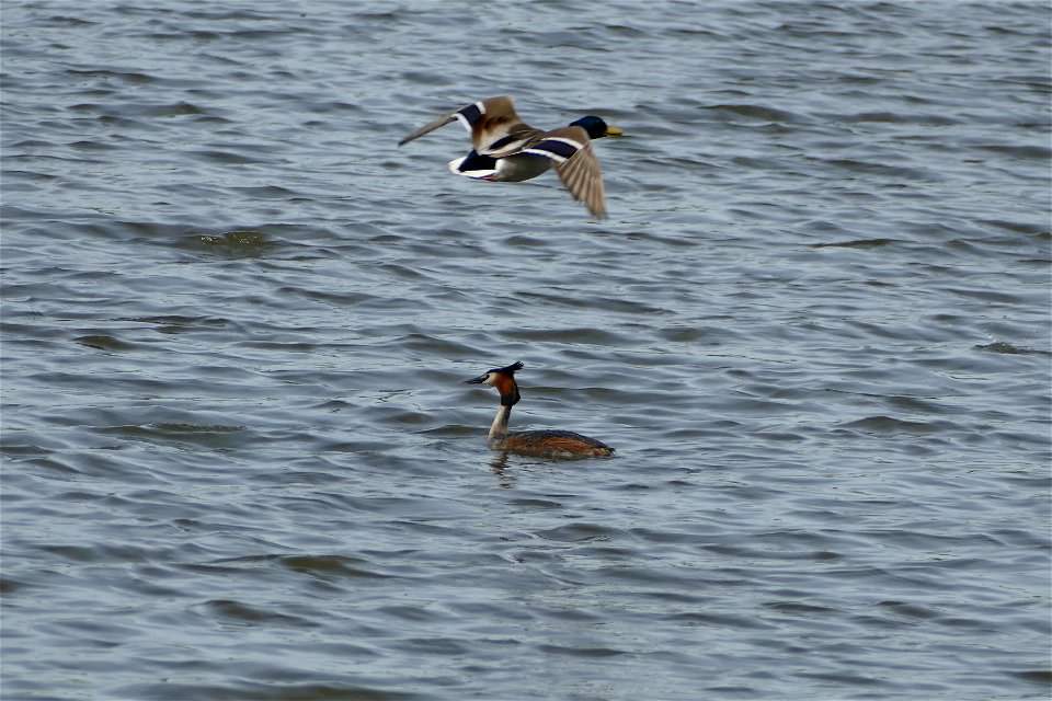 Great Crested Grebe