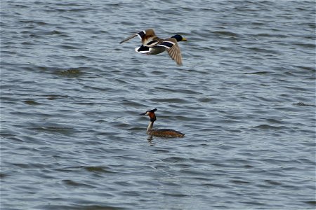 Great Crested Grebe photo