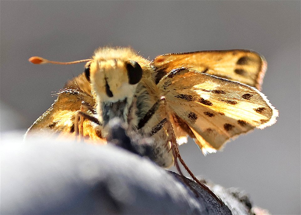 SKIPPER, FIERY (Hylephilia phyleus) (03-03-2023) valverde co, tx -01