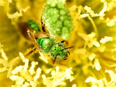 Metallic green sweatbee on prickly pear cactus at Pathfinder National Wildlife Refuge Wyoming