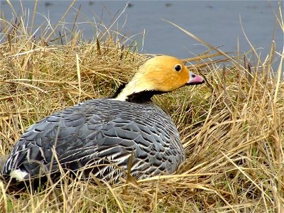 Emperor Goose on nest photo