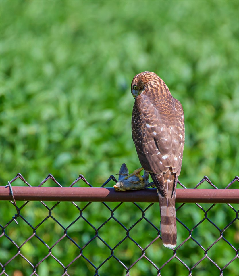 Cooper's hawk