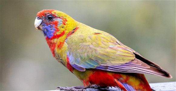 Juvenile crimson rosella