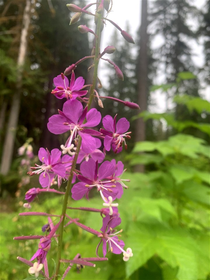 Fireweed at Old Sauk Trail, Mt. Baker-Snoqualmie National Forest. Photo by Sydney Corral July 7, 2021