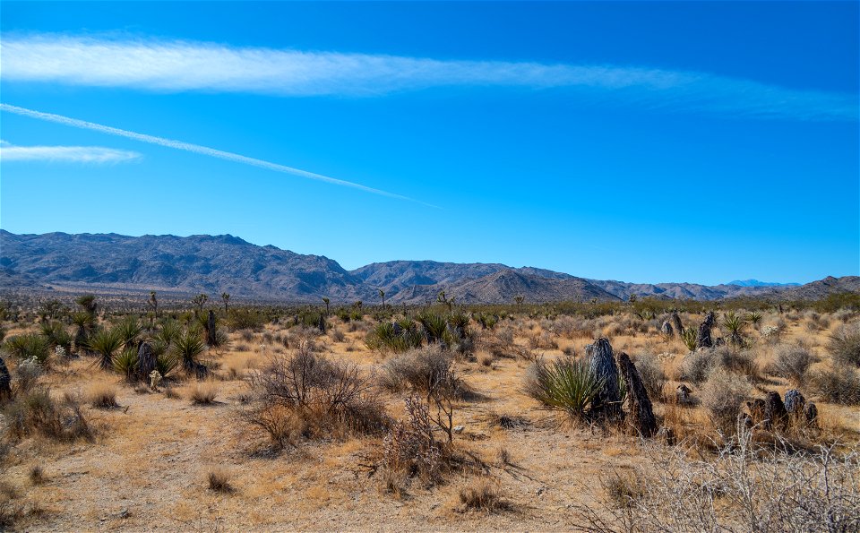Joshua Tree National Park