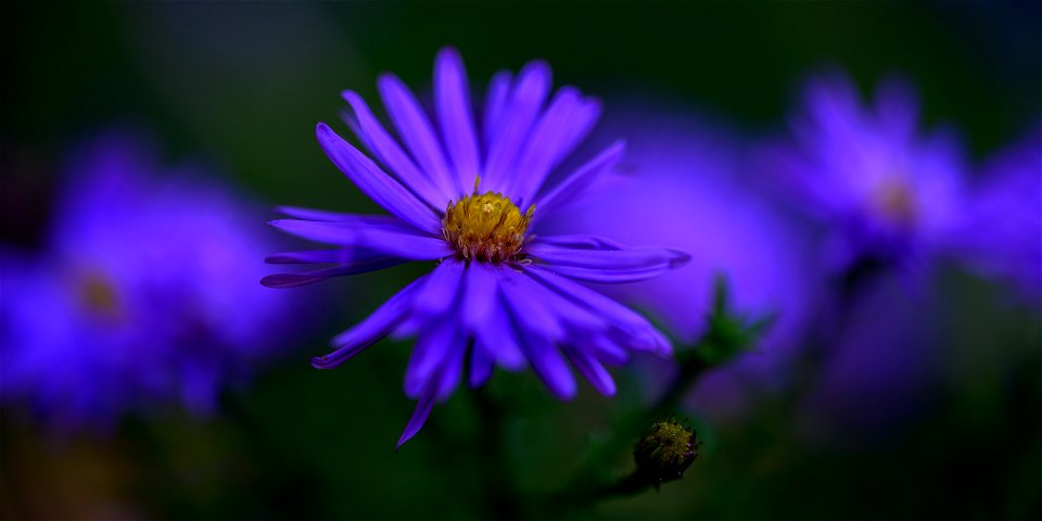 Neubelgische Aster photo