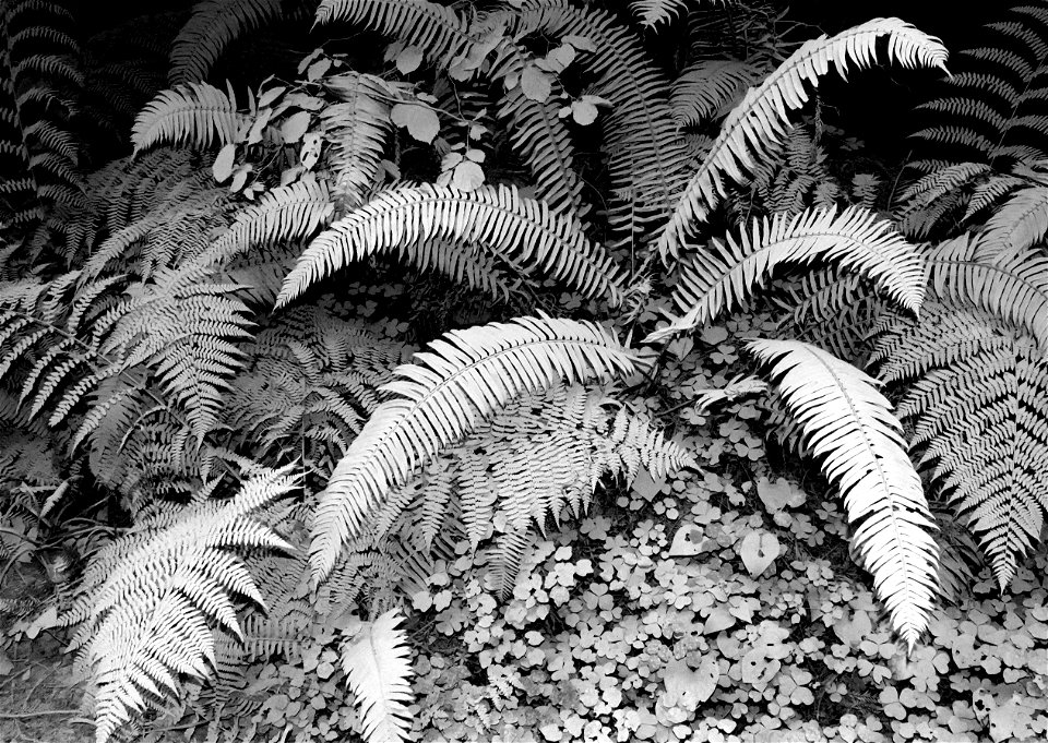 15 BLACK & WHITE STUDIES -   Dust on roadside plants, del norte co, ca (7)