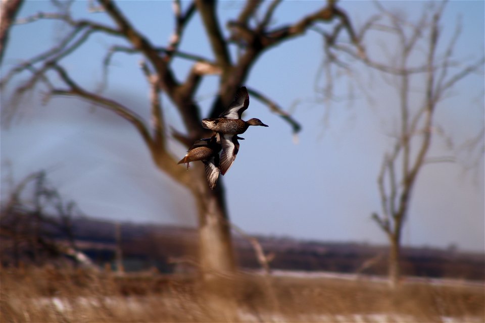 Blue-winged Teal Owens Bay Lake Andes National Wildlife Refuge South Dakota