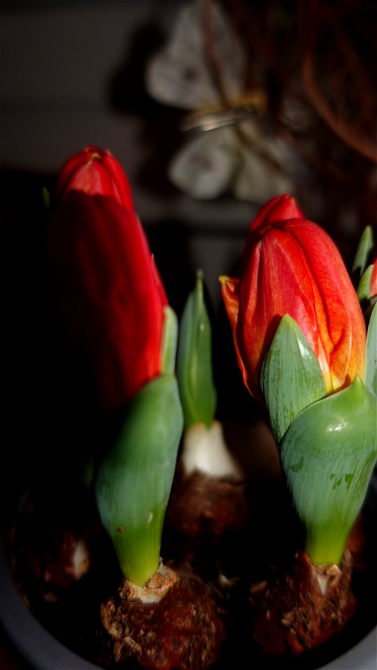 tulips_lalele-2023_0219_080923