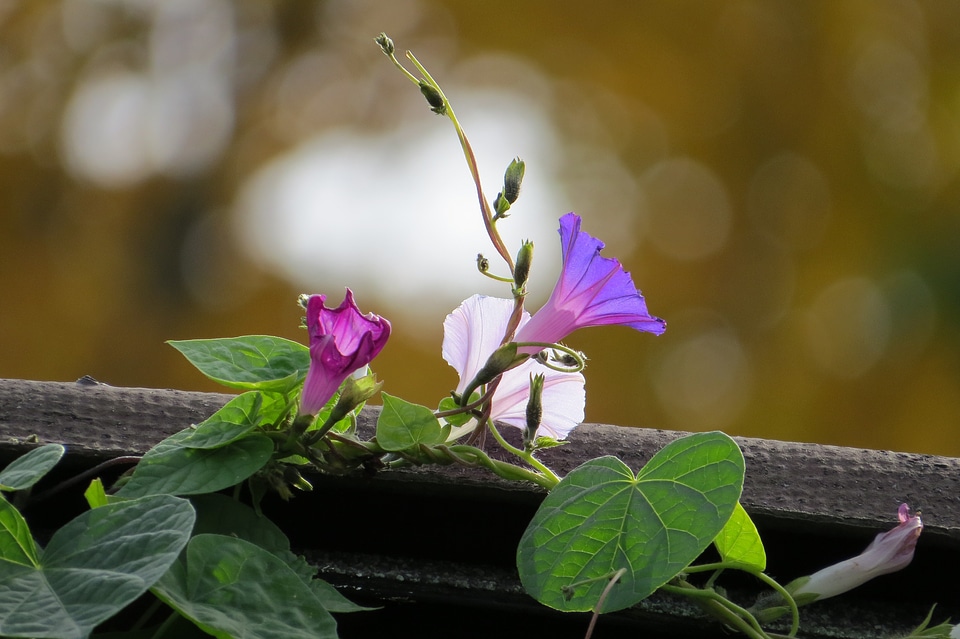 Floral plant natural