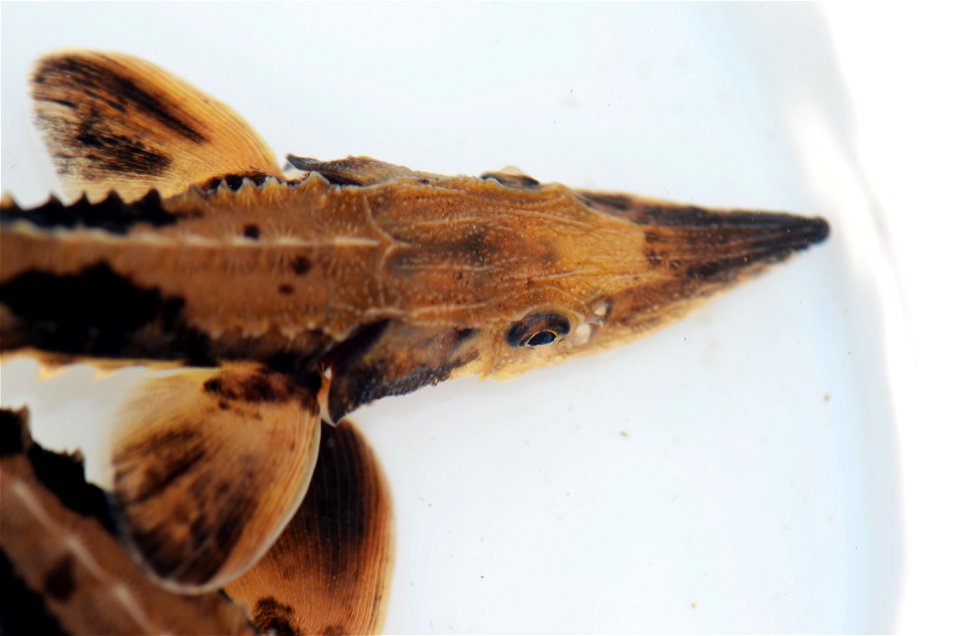 Juvenile Lake Sturgeon