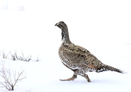 Greater sage-grouse on Seedskadee National Wildlife Refuge