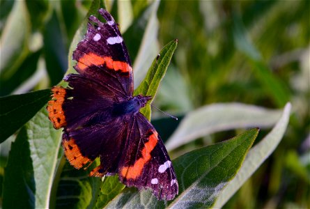 Red admiral basking in the evening sun at Neal Smith National Wildlife Refuge in Iowa photo