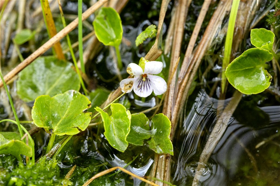 Viola macloskeyi pallens