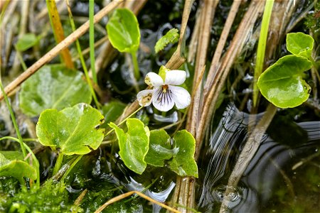 Viola macloskeyi pallens