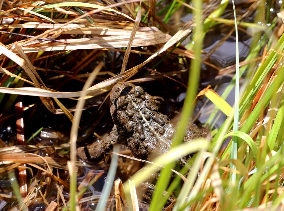 Western Toad on the National Elk Refuge