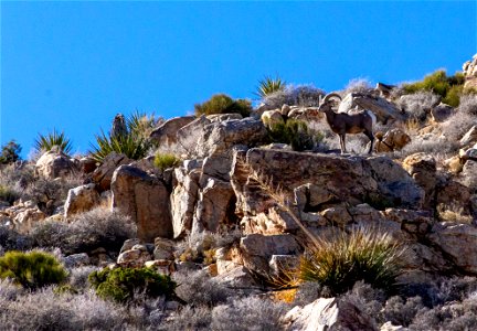 Desert Bighorn Sheep (Ovis candensis nelsoni) photo