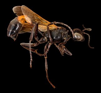 Ammophila fernaldi, f, right, Jorge Blay_2022-02-04-14.39.57 ZS PMax UDR copy photo