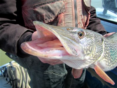 Inside the Mouth of a Northern Pike photo