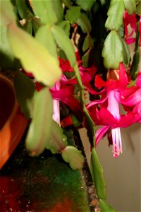 Christmas_cacti_2023_0217_105800