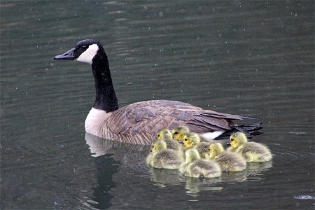 Canada Goose and Goslings at D.C. Booth Historic National Fish Hatchery