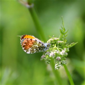 Anthocharis cardamines. photo