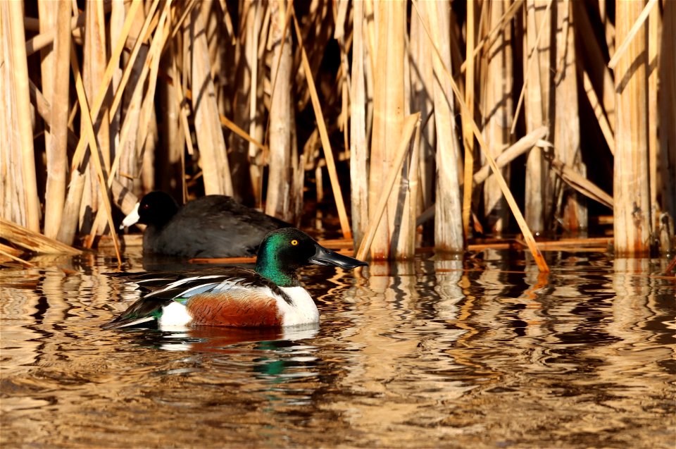 Northern Shovelers Huron Wetland Management District