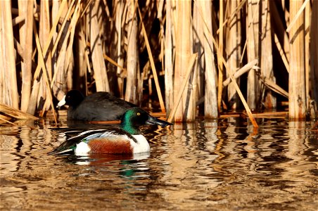 Northern Shovelers Huron Wetland Management District photo