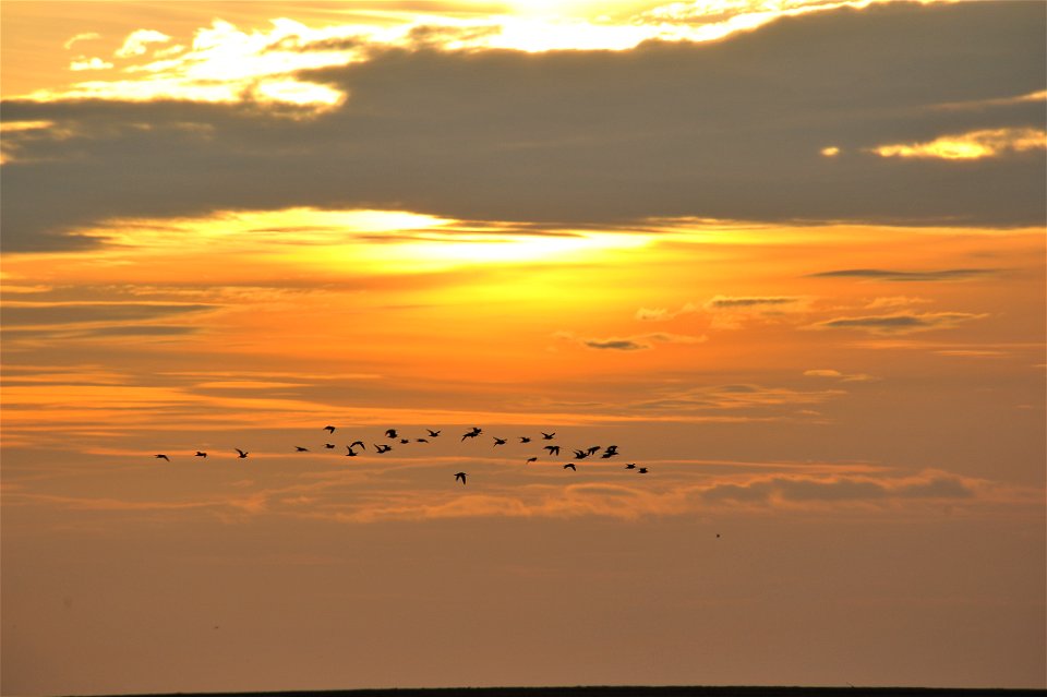 A flock of godwits